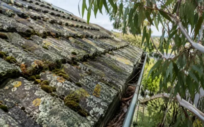 Lichen on Your Roof: Harmless or Doing Damage?